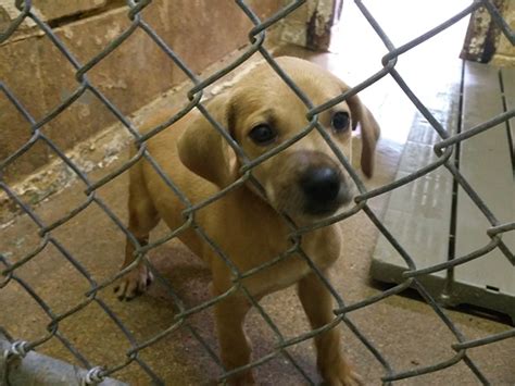 texarkana animal shelter dogs for adoption|More.